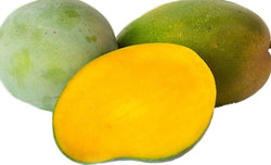Mango Criollo Selecto